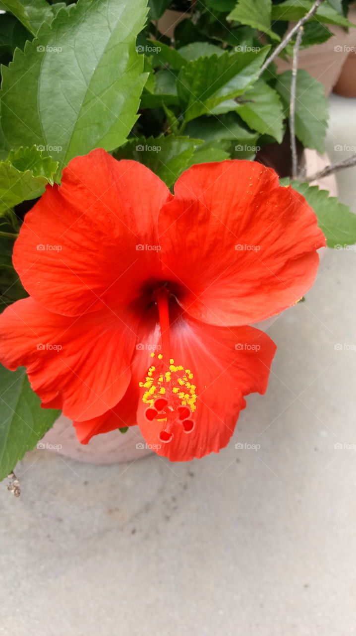 red hibiscus