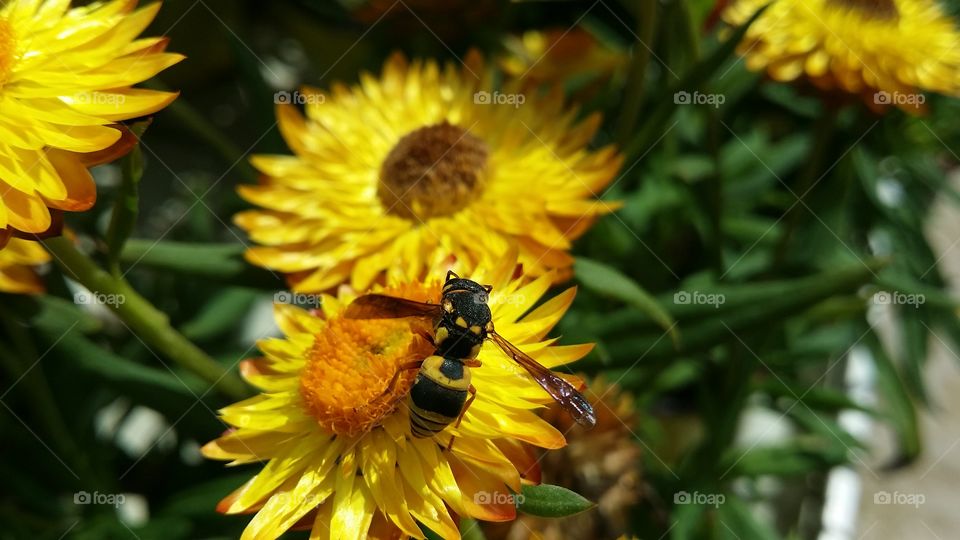 wasp on yellow flower