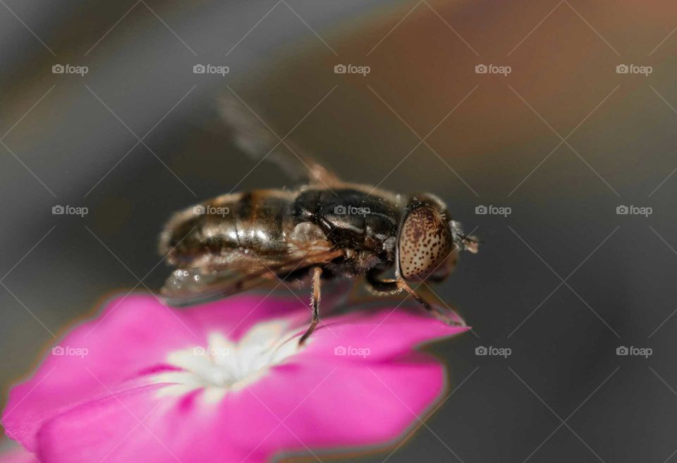 A fly on a flower
