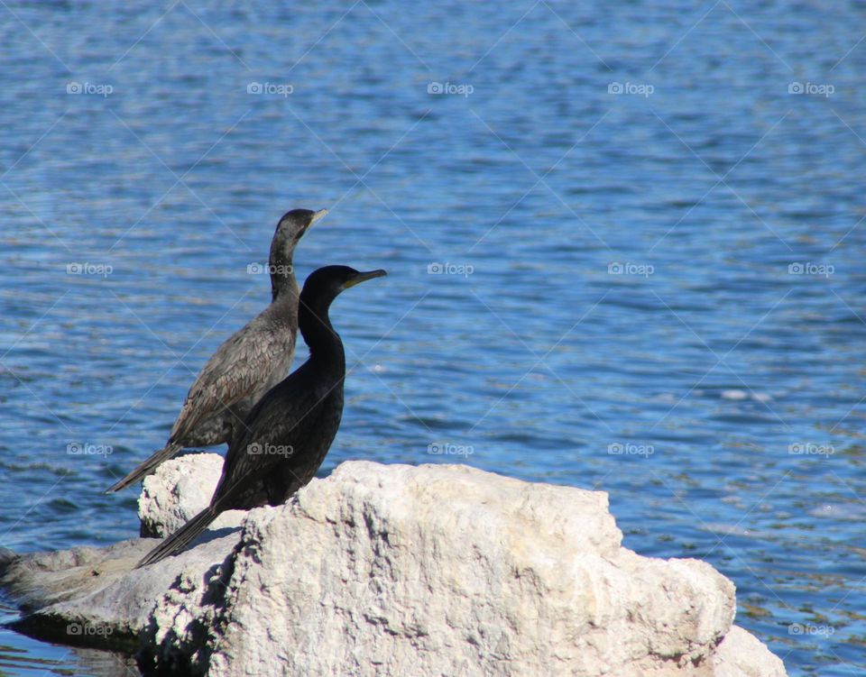 A Pair of Cormorants