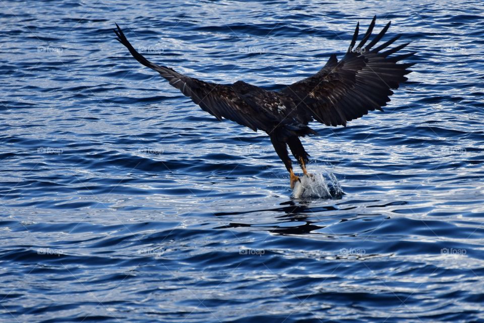 Fishing sea eagle