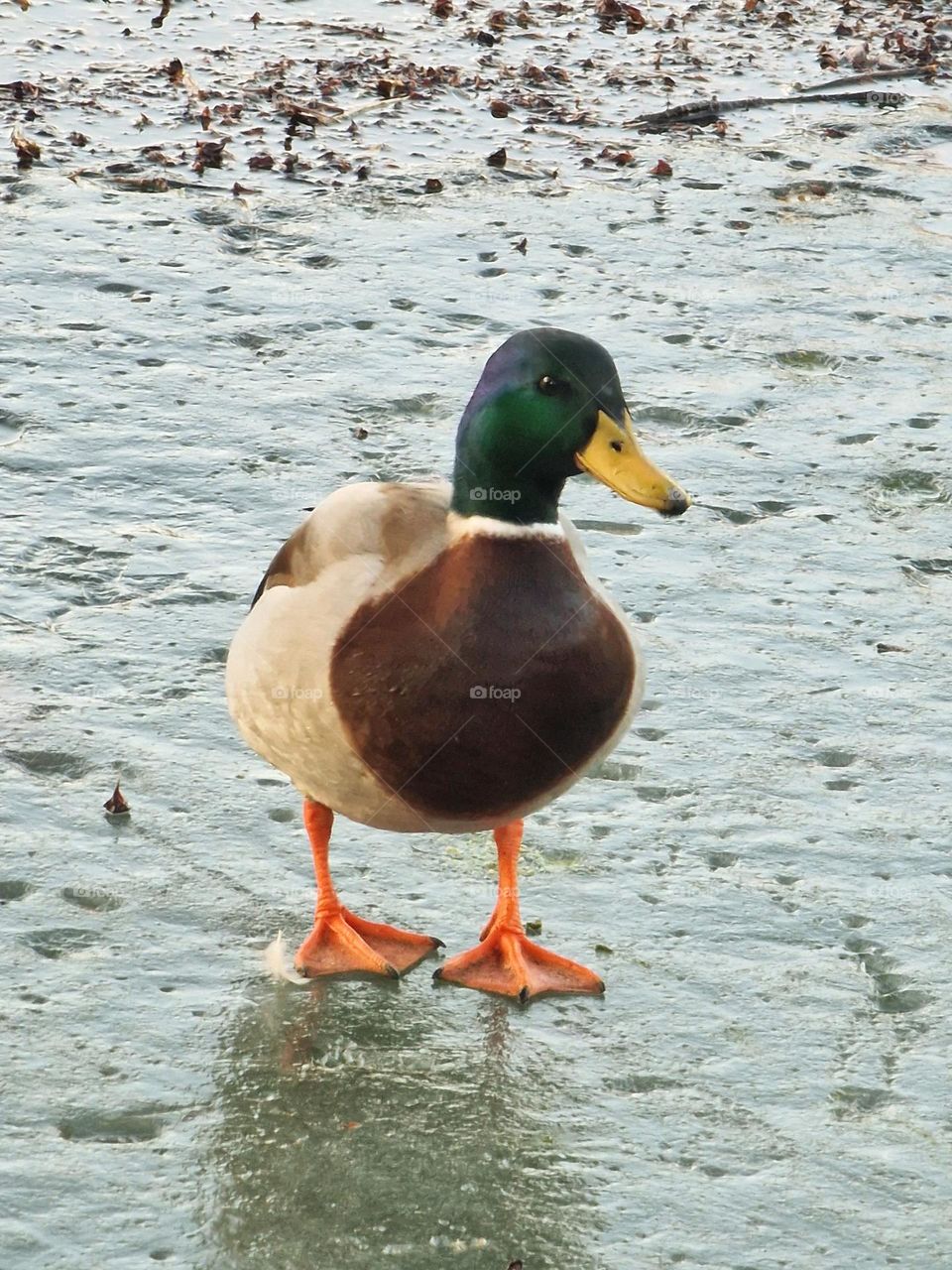 wild duck on the frozen lake