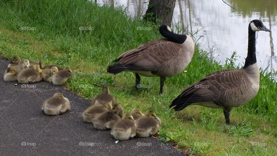 geese. baby geese in my hometown