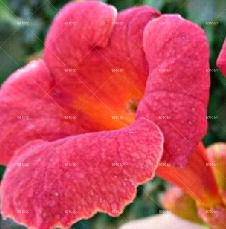 most beautiful and attractive flowers in the garden.