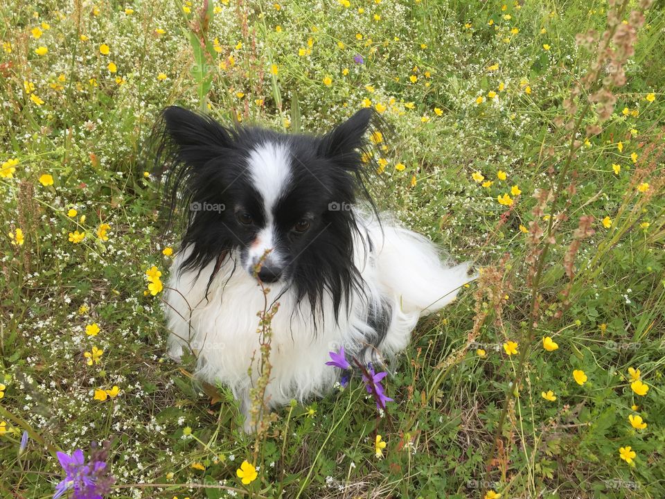 Molly the papillion smelling flowers