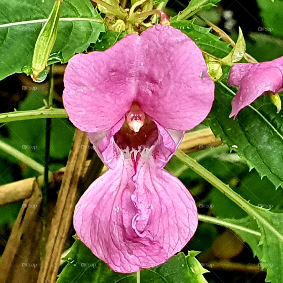 Close-up photo of a small flower.