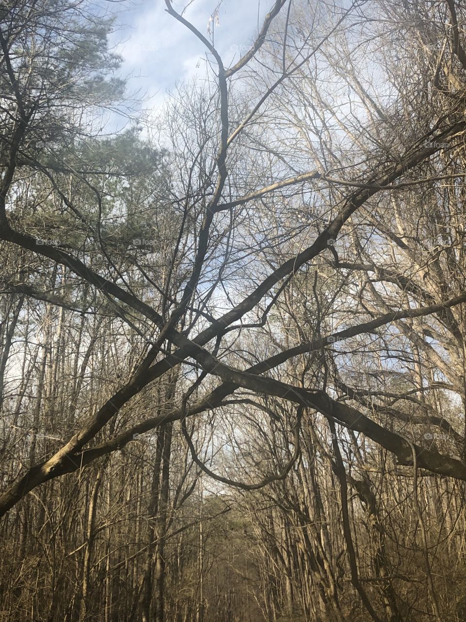 Crisscrossed tree branches in an interesting pattern with sky peeping through. 