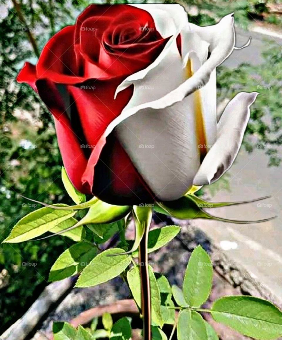 most beautiful and attractive flowers in the garden.