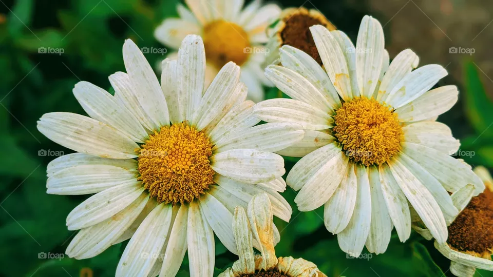 Flower Of Love
