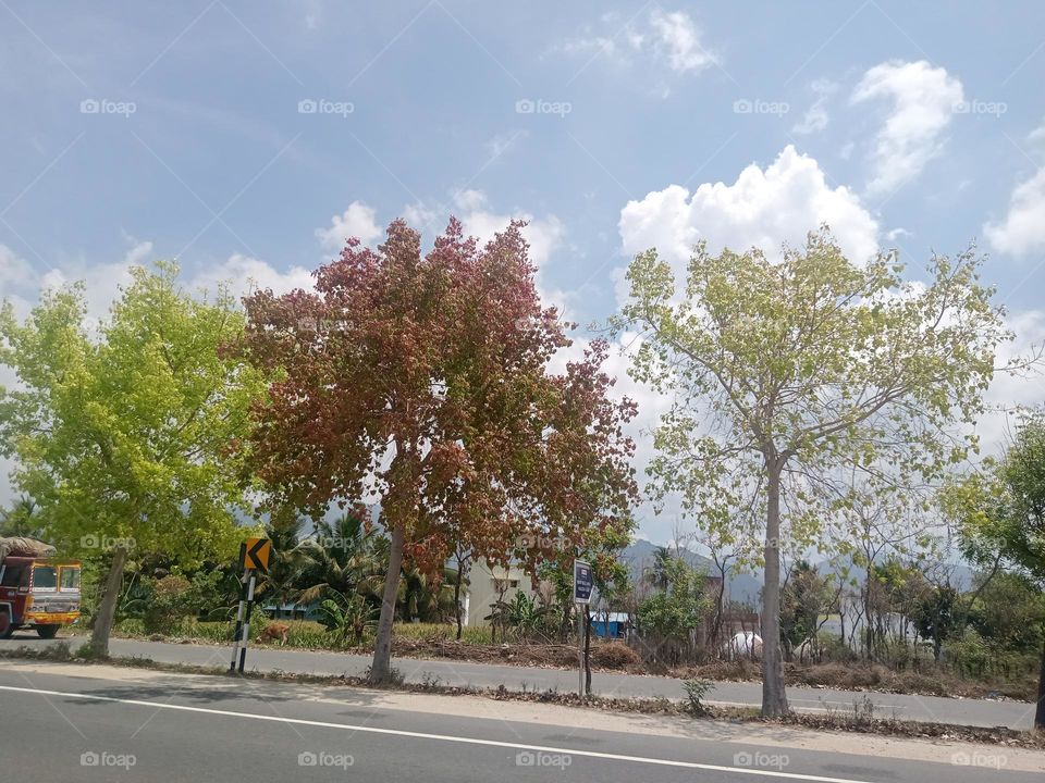 *ravarma vanguvo*  Colourfull tree, Pink & Green, Three trees