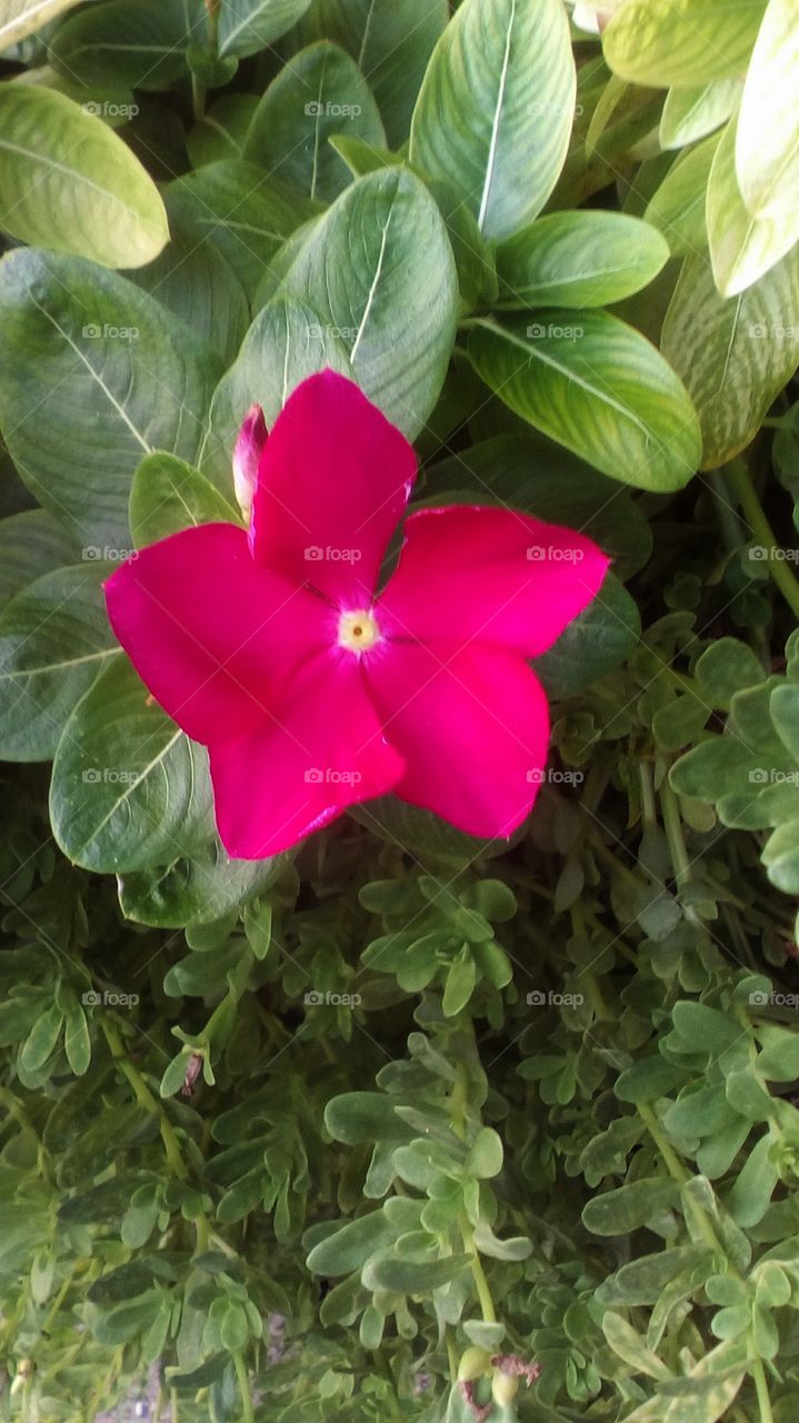 Beautiful red pink five-petals tropical
flower hanging in nature and surrounded
by many beautiful green leaves