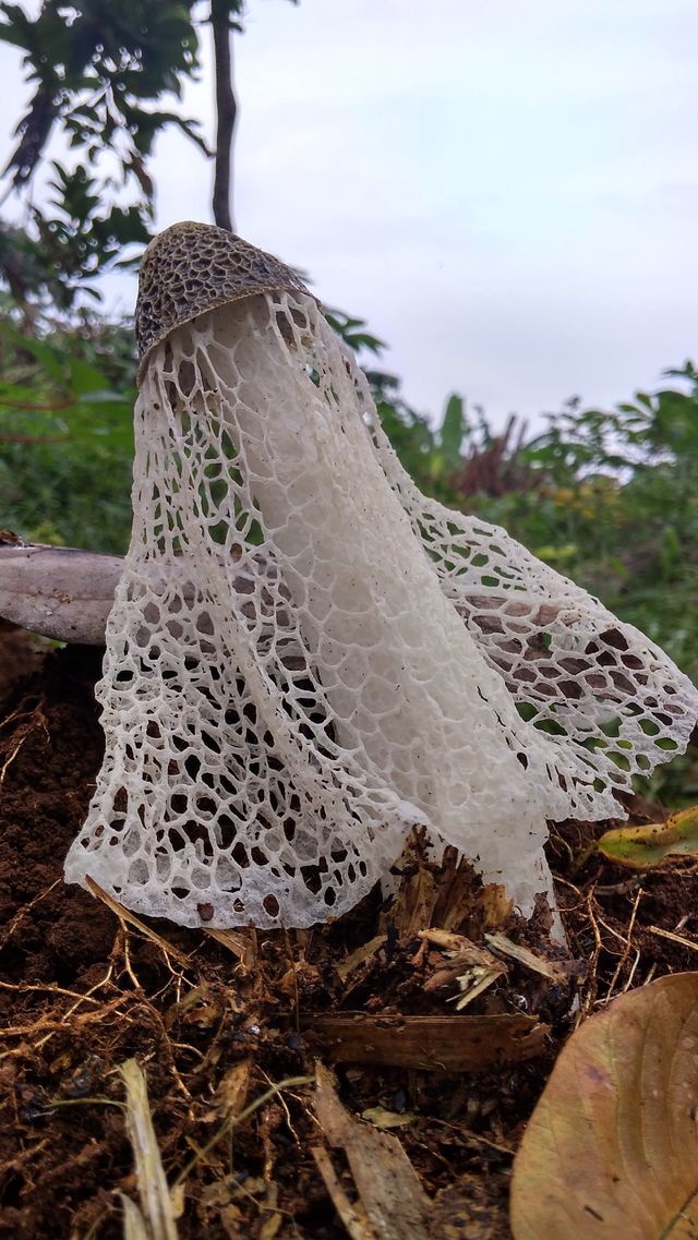 mushroom