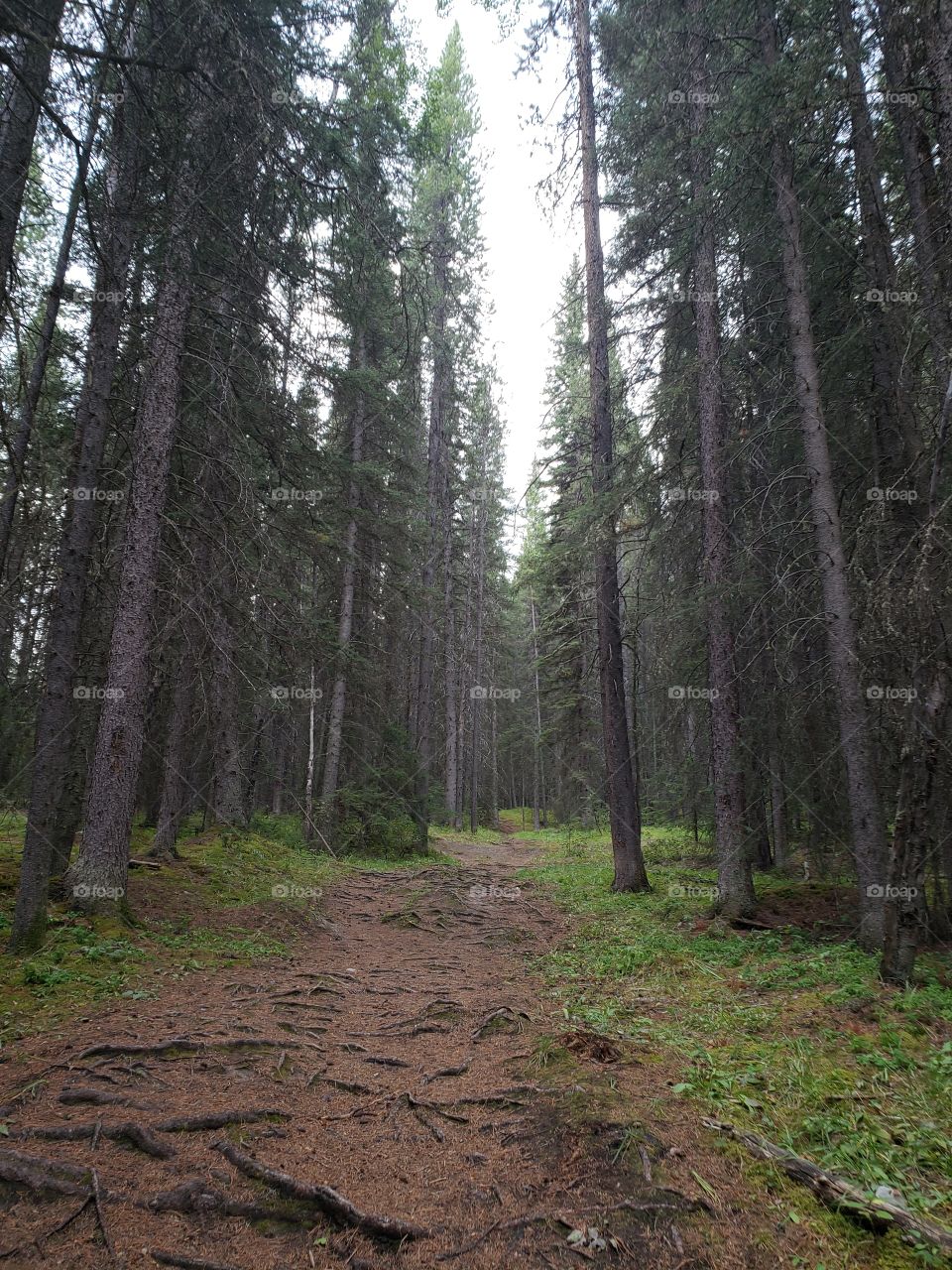 Banff trail