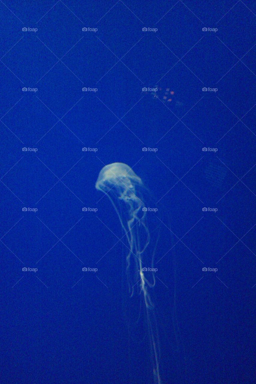 Float. Jellyfish  in a tank.