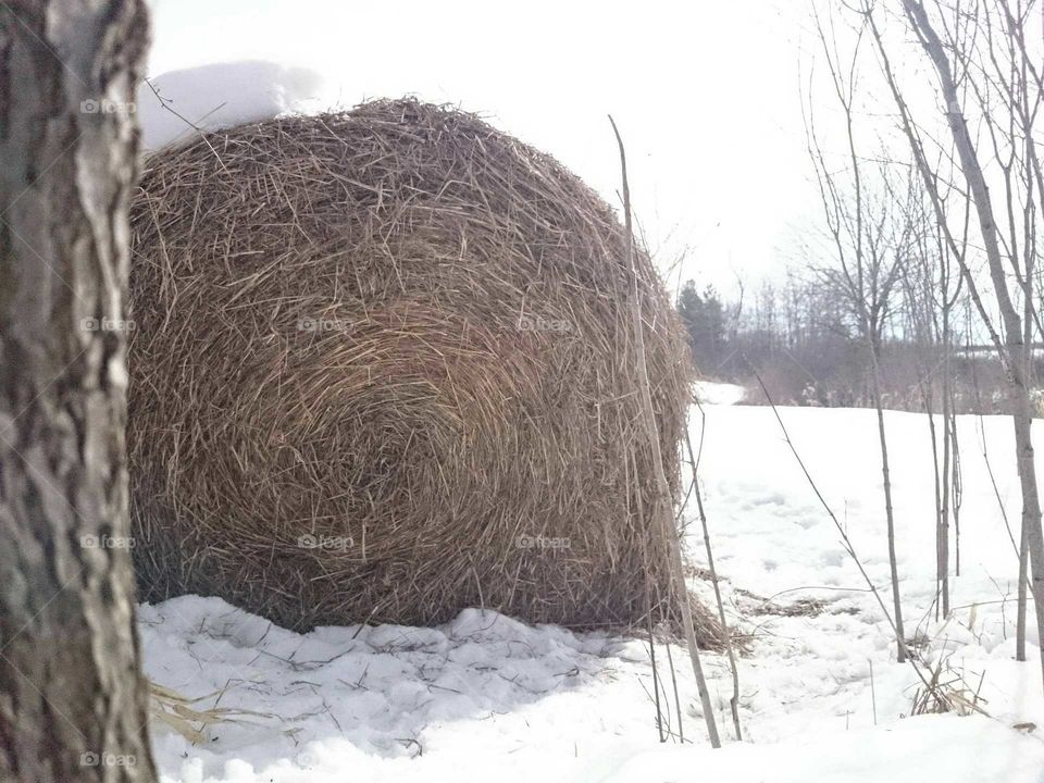 Hay there!