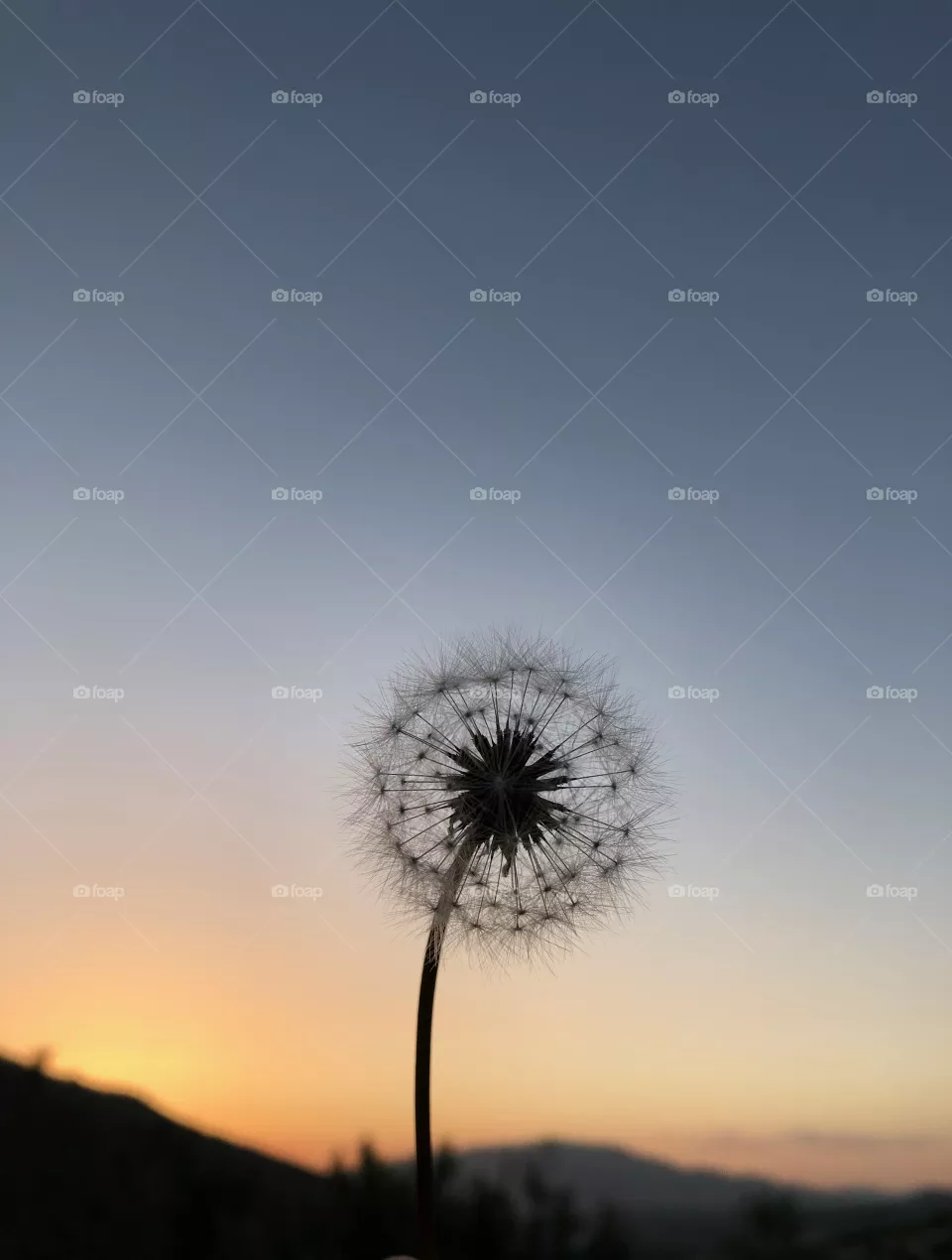 Flora