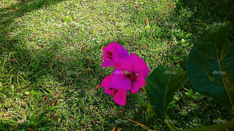 Três-marias (Bougainvillea spectabilis)