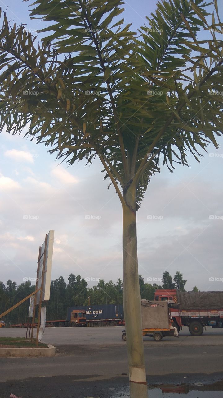 lovely sky with natural clouds and tree