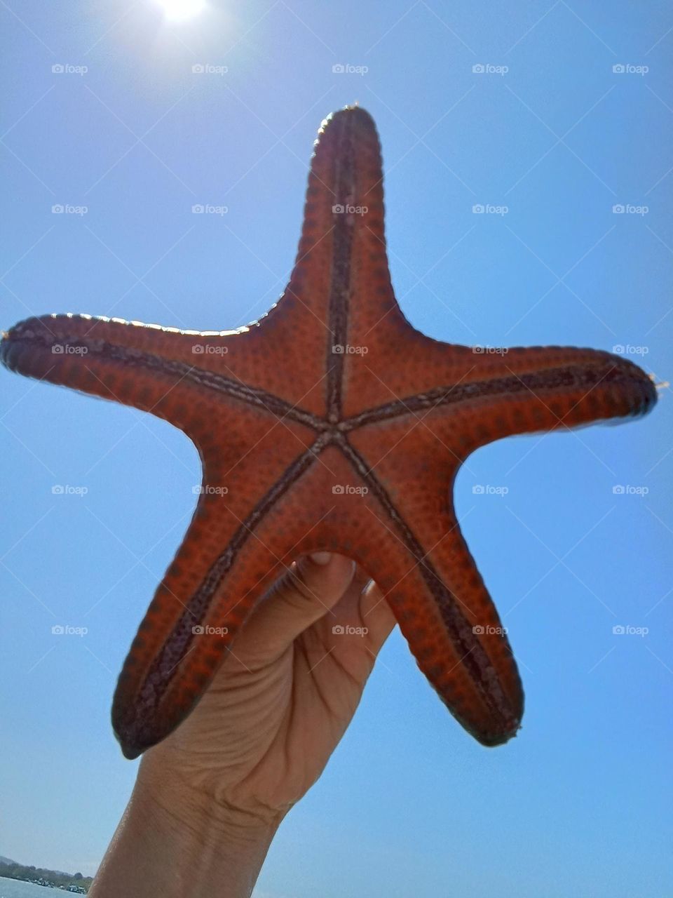 Starfish are marine invertebrates & are flat aquatic animals that move slowly and stick to the ocean they can live up to 35yrs.