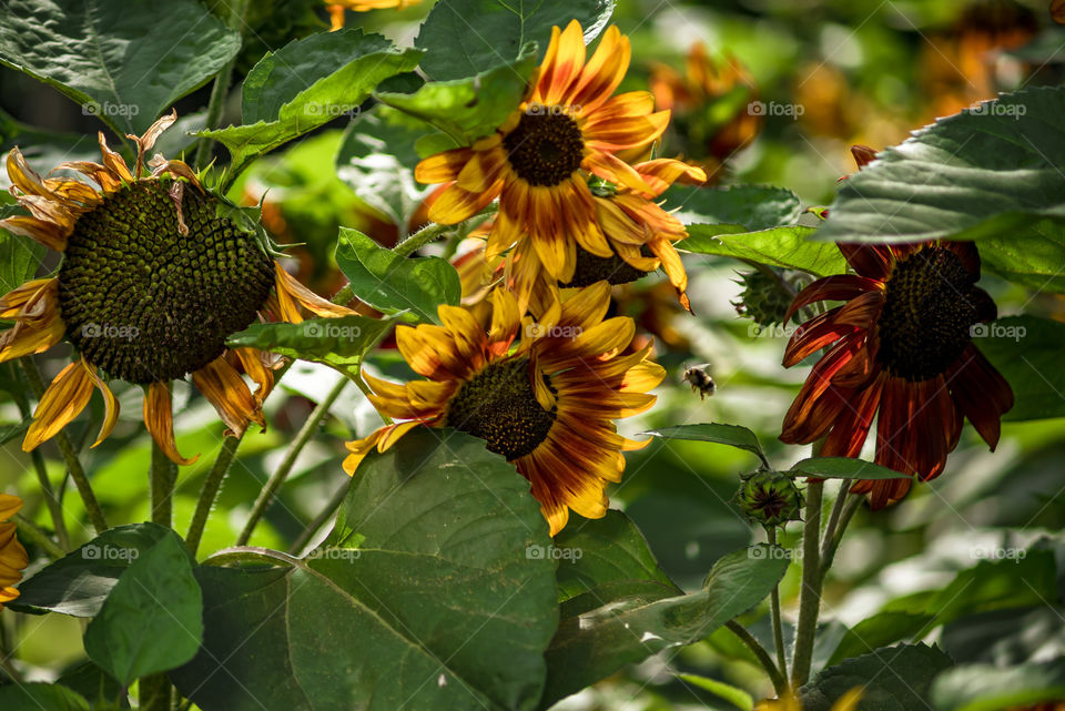 sunflowers bees and bumblebees