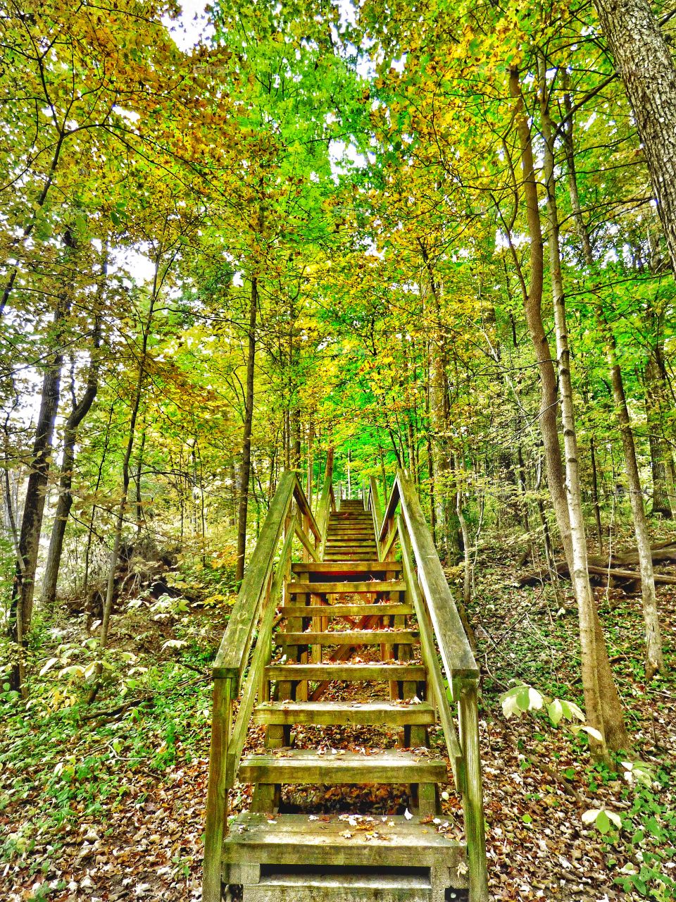 wooden climbing way in forest