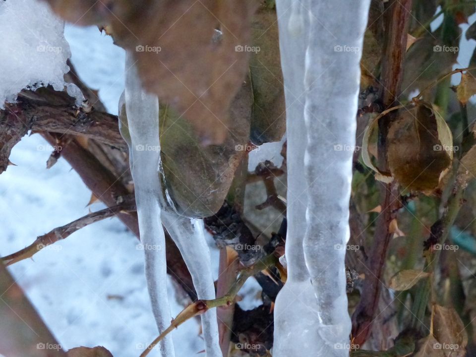 Icicles in a bush