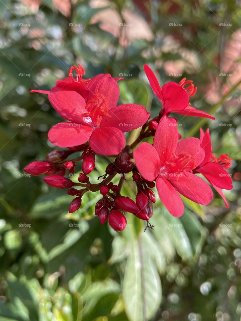 Red flower buds