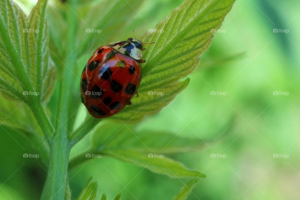 ladybug