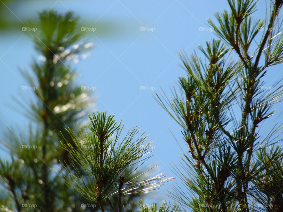 Pine needles from a pine tree rising toward the sky.