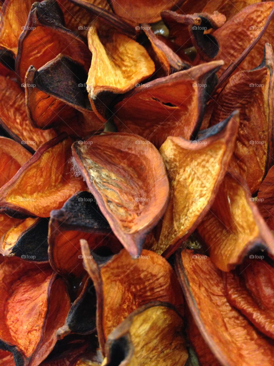 Dried cotton shells