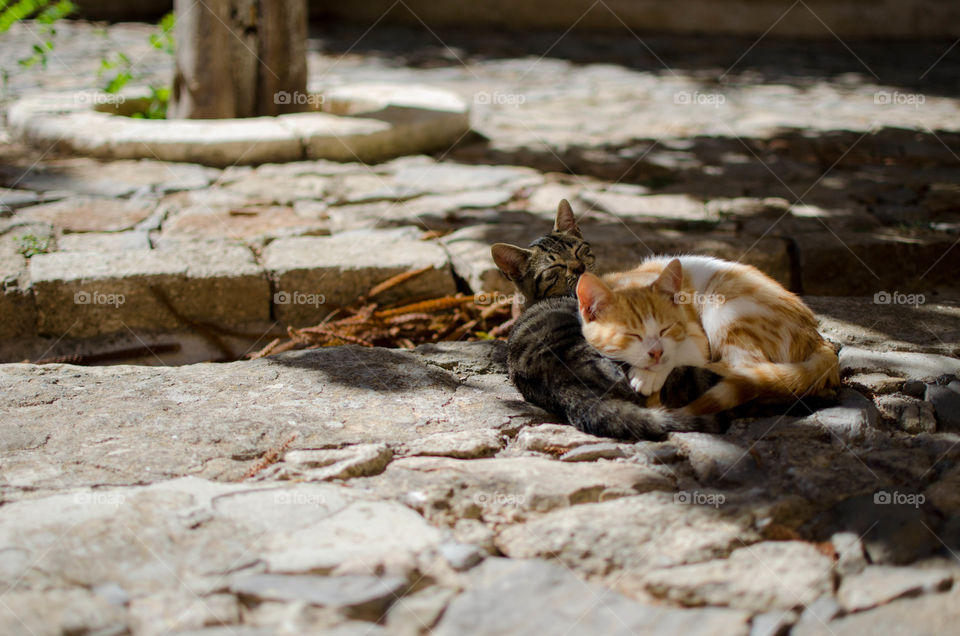 Close-up of two sleeping kittens