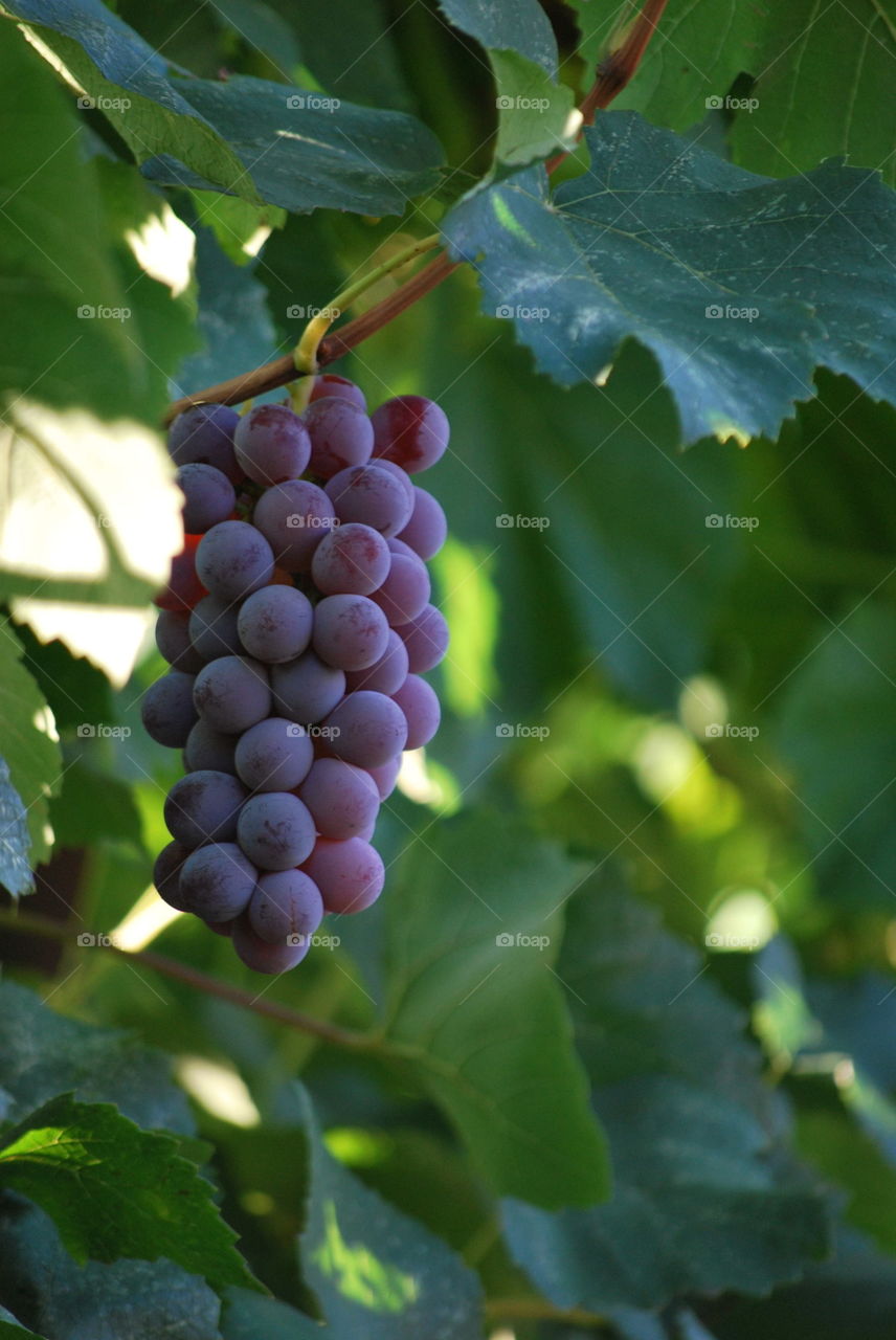 bunch of dark grapes