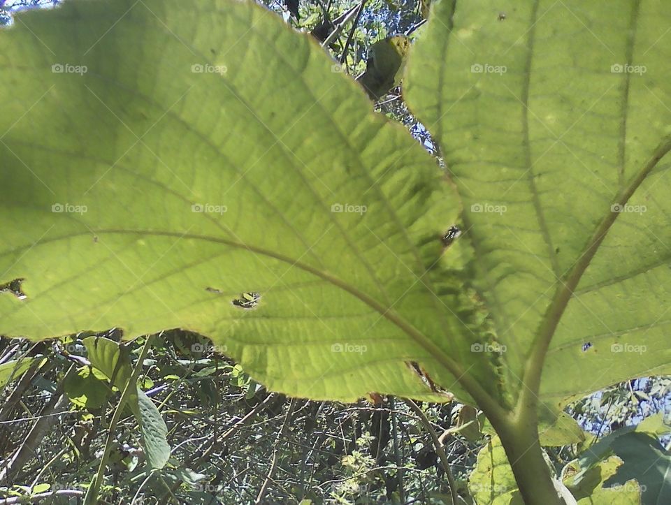 a very rare photograph the "twin leaves" is taken in Paderu Mandal.