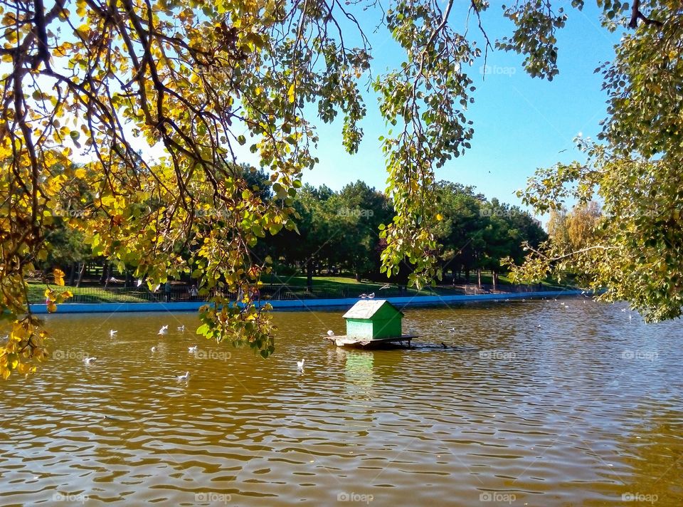park lake trees озеро парк
