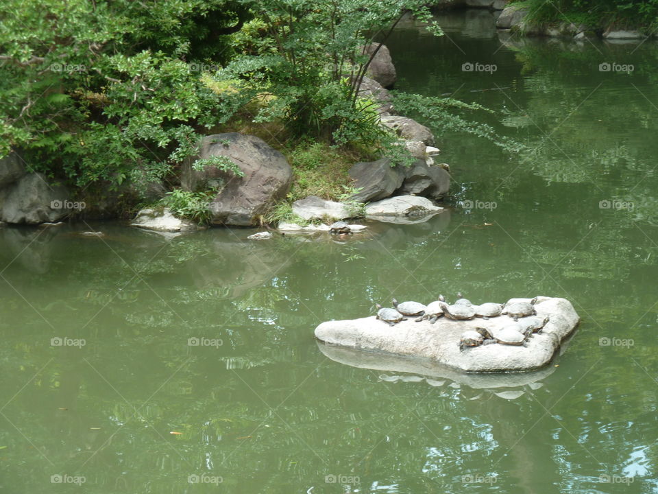 turtles in a japanese garden