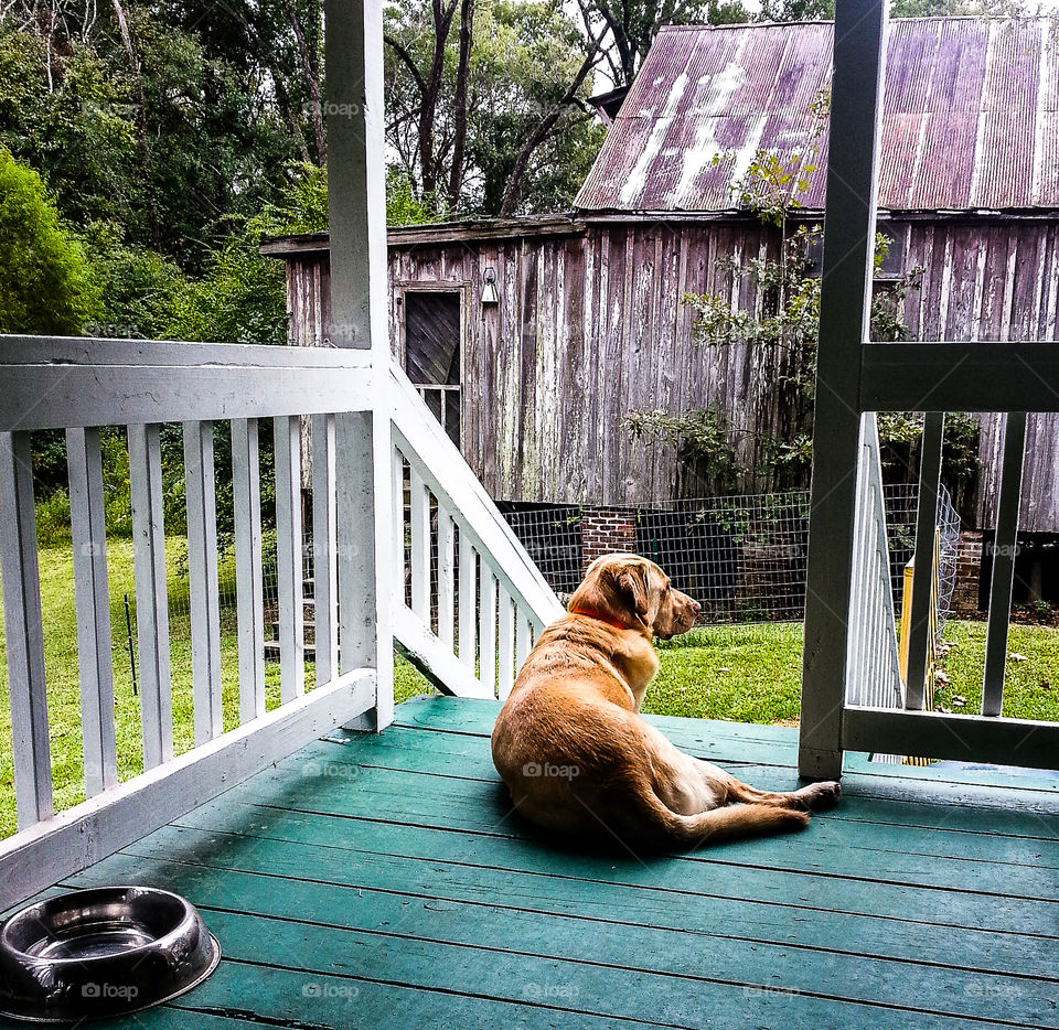 Garcia the big yeller dog sitting over-watch on the porch. Sometimes a dog is as good as any man.