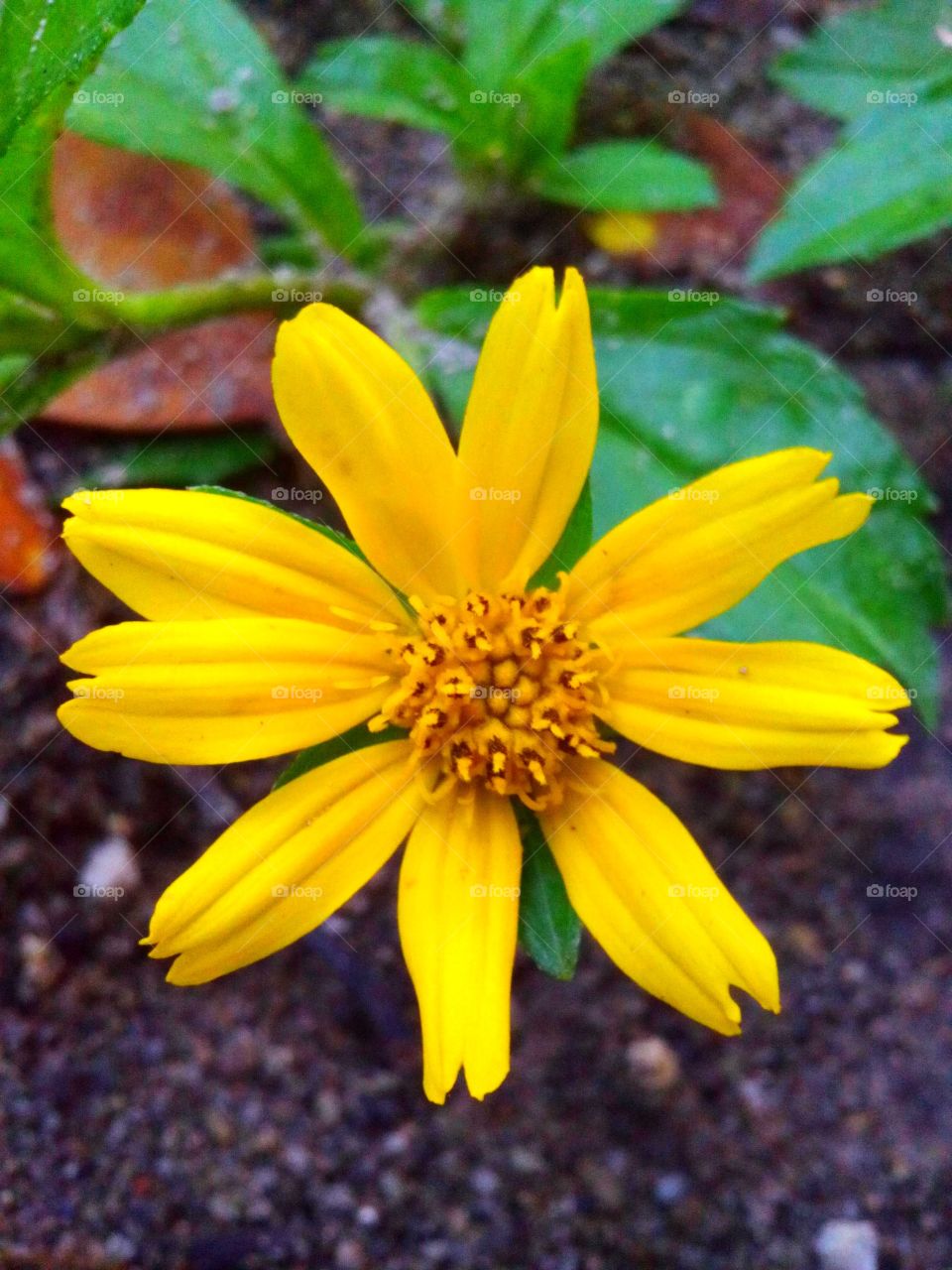 Yellow flower