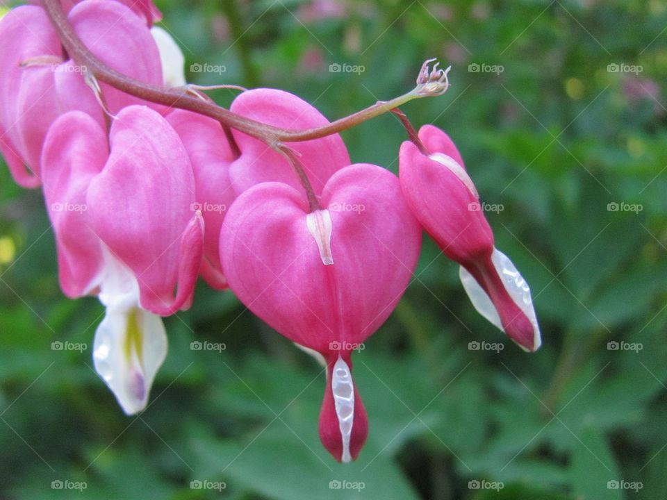 Bleeding heart