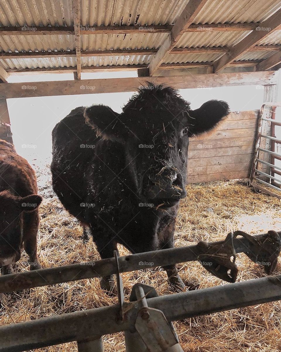 Fuzzy Black Cow with Straw on His Face Looking at the Camera 