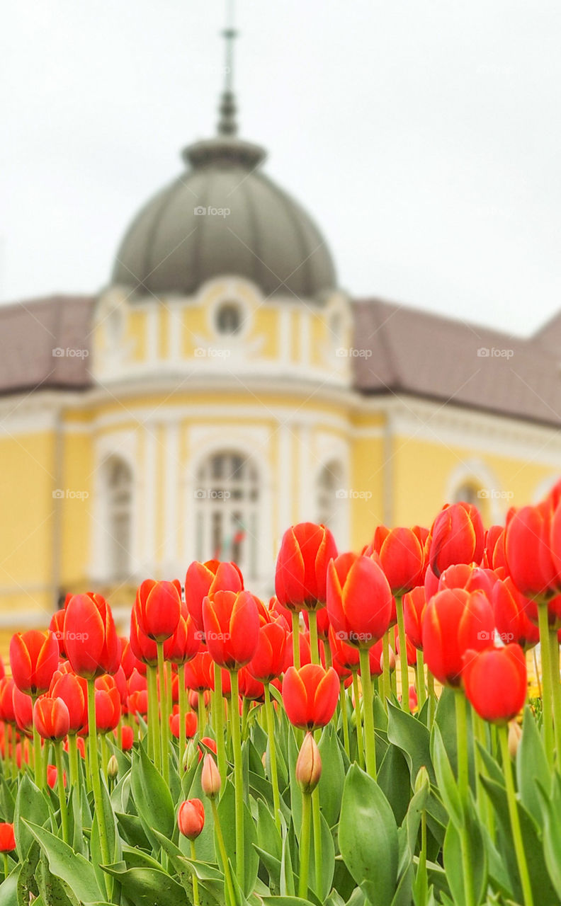 Beautiful tulip composition