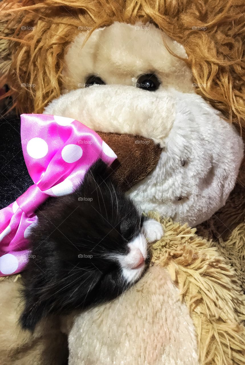 Sweet kitty sleeping on teddy bear
