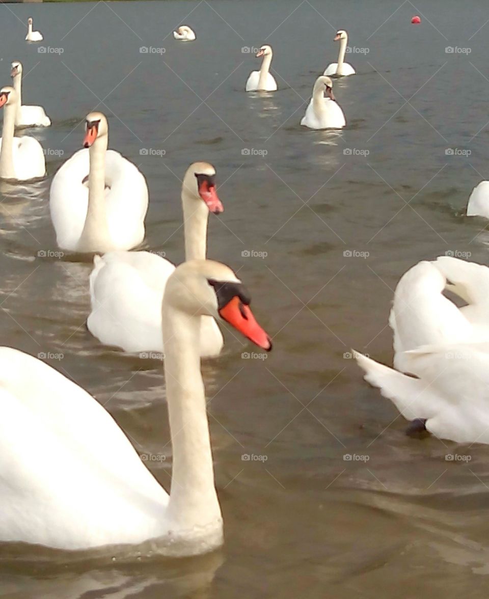 Swan, Water, Bird, Lake, No Person