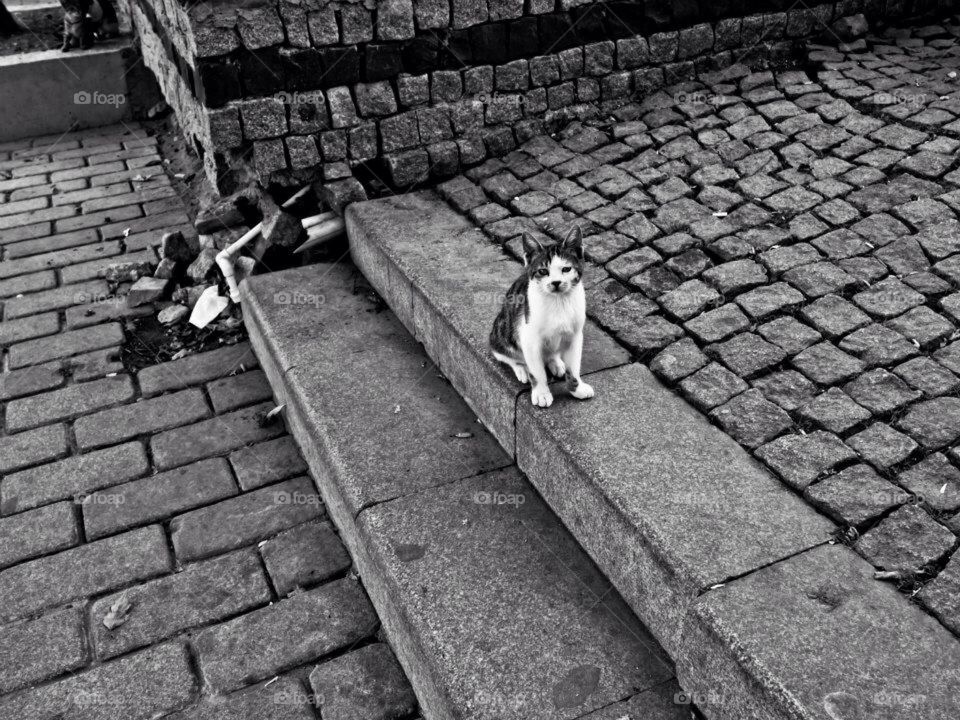 Turkish cat in Istanbul 