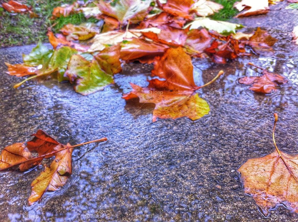 Damp Autumnal fallen leaves.