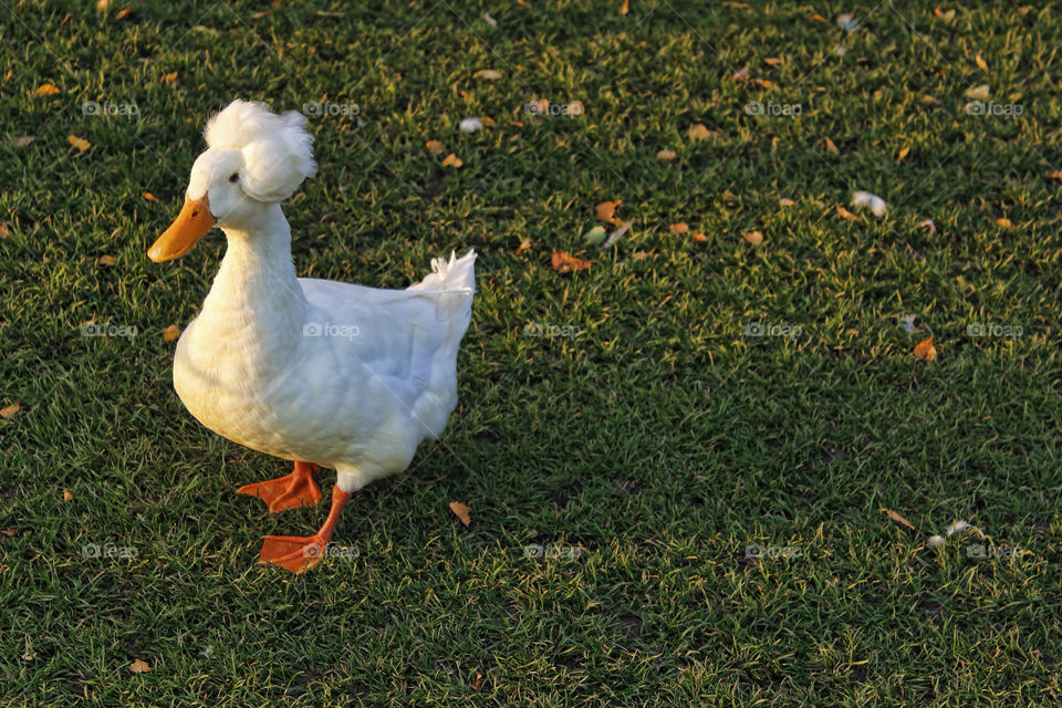 duck with cute hairstyle worcestershire uk by chris7ben