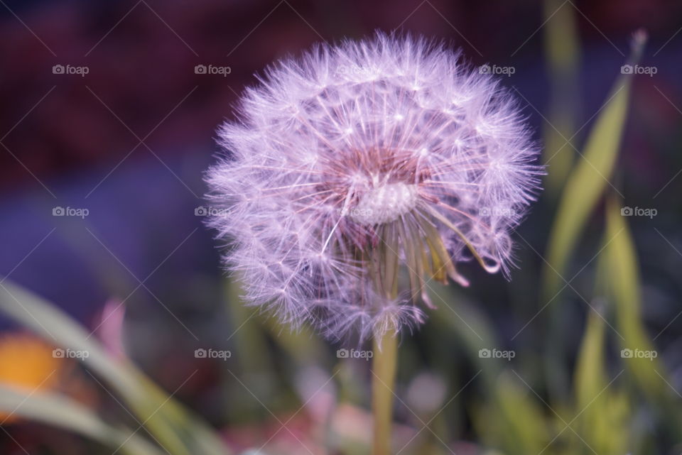 Taraxacum Officinale F.H. Wigg.
Springs 
California Flower