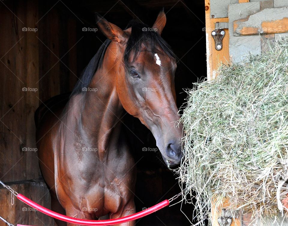 Prize Taker. Standing at 17.2 hands, Prizer Taker is the tallest thoroughbred stabled at Saratoga. 

ZAZZLE.com/FLEETPHOTO 