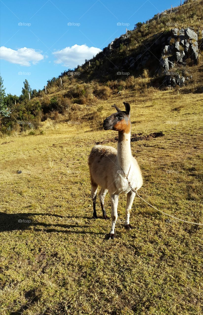 alpaca