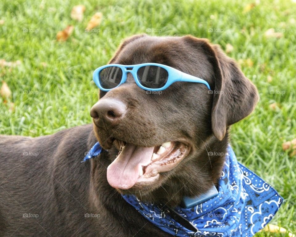 Happy Brown Dog Wearing Sunglasses. Bold Color Portrait of Chocolate Lab in Blue Sunglasses.