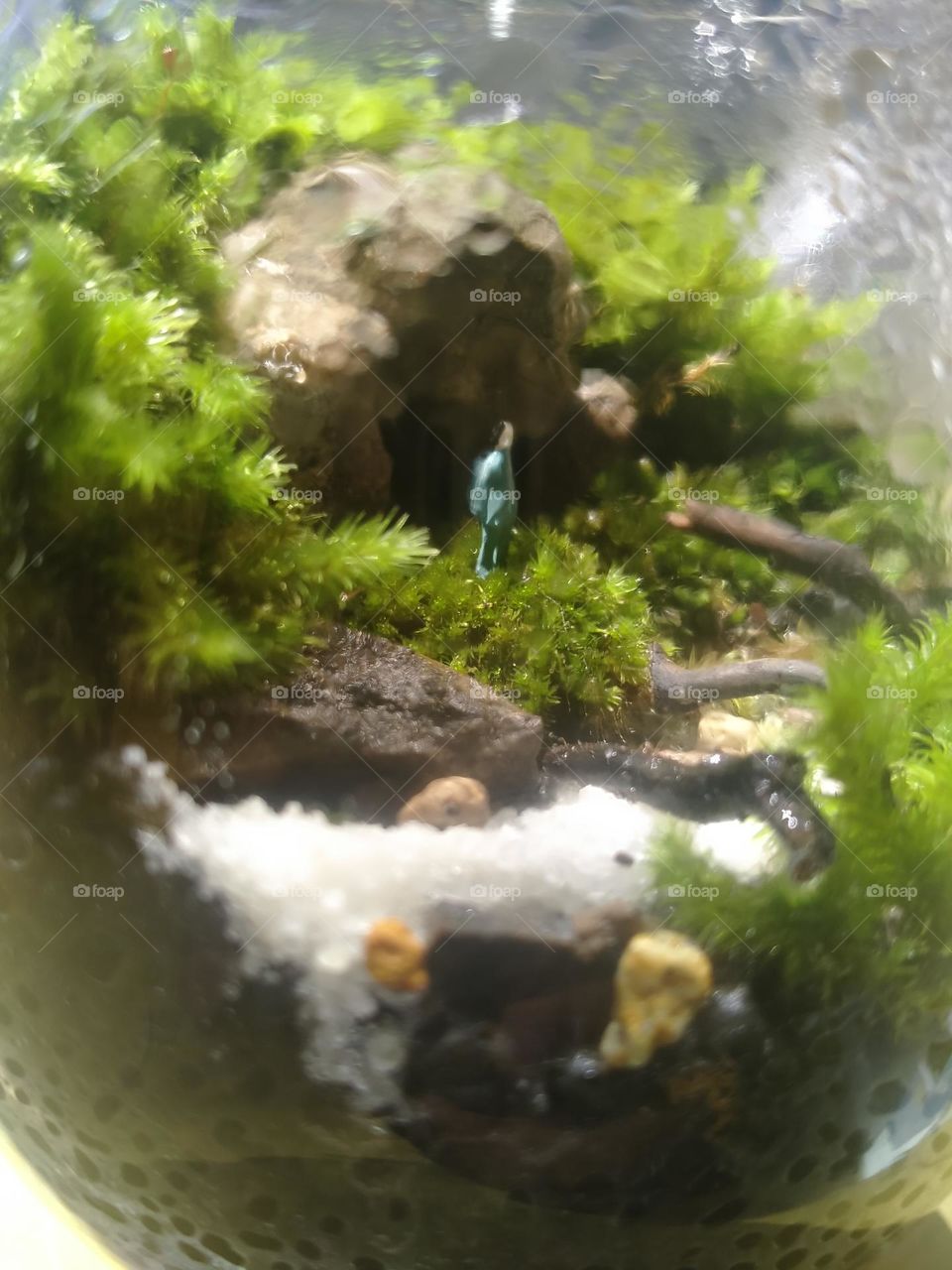 Terarium, like in forest with cave